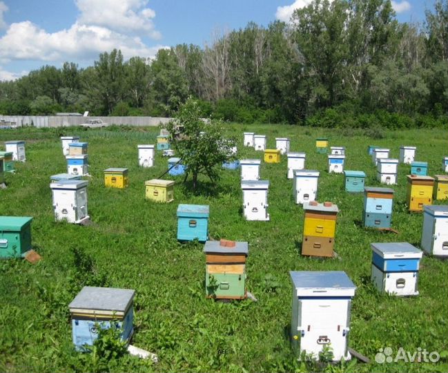 2024 Мёд натуральный алтайский опт