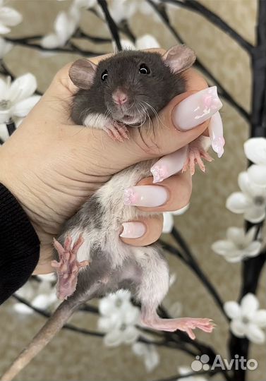 Крысы дамбо. Крысята дамбо. Крыса. Питомник