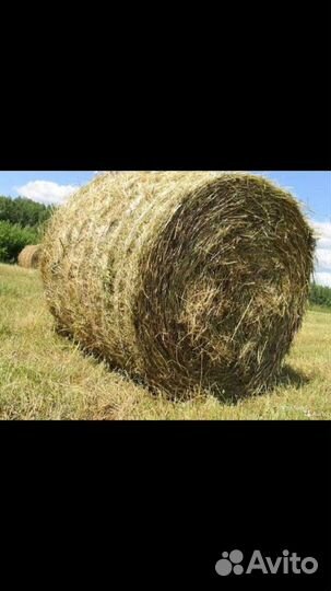 Сено солома в тюках
