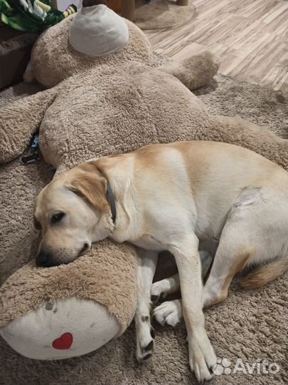 Кобель лабрадора вязка