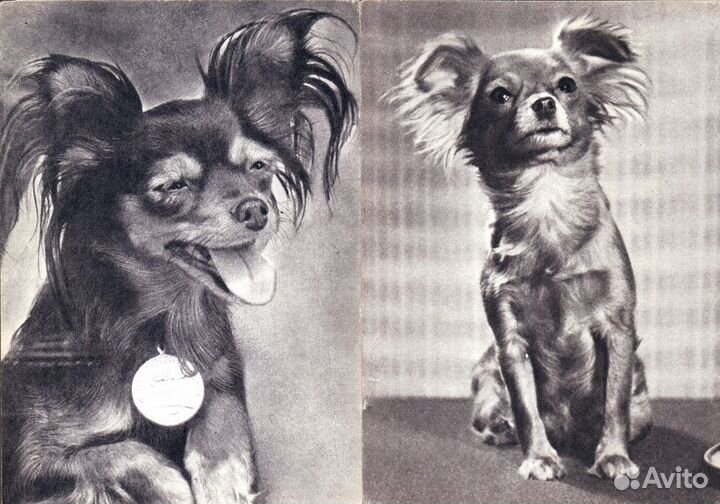 Открытки СССР с породами собак ч/б и цветные