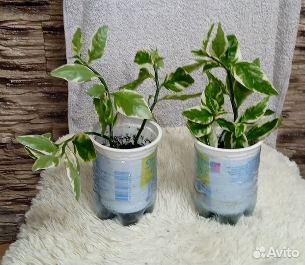 Педилантус