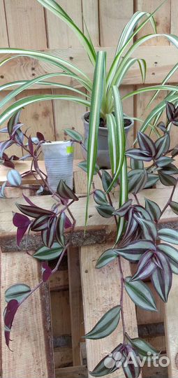 Традесканция