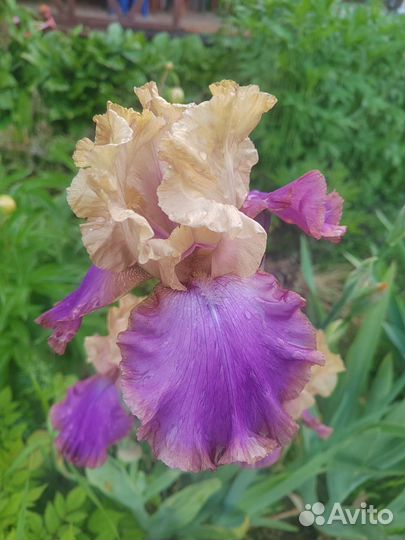 Ирисы бородатые сортовые