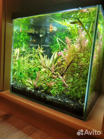 Аквариум