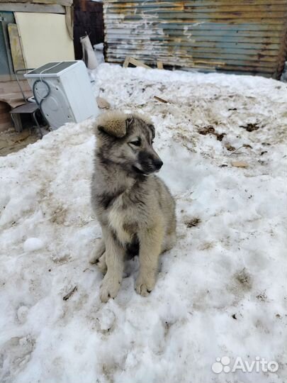Собака в добрые руки щенок