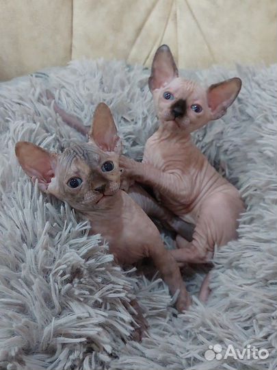 Канадский сфинкс