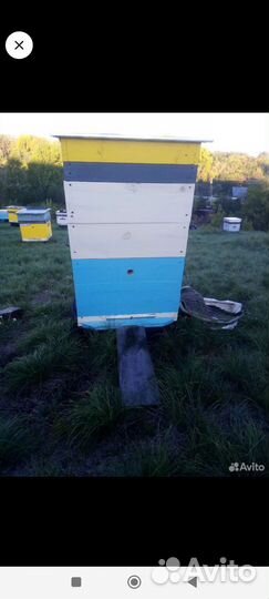 Улей для пчел бу