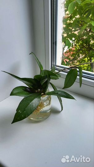 Хойя мясистая