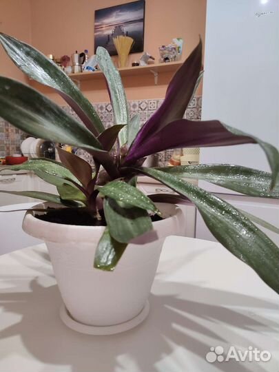 Традесканция рэо