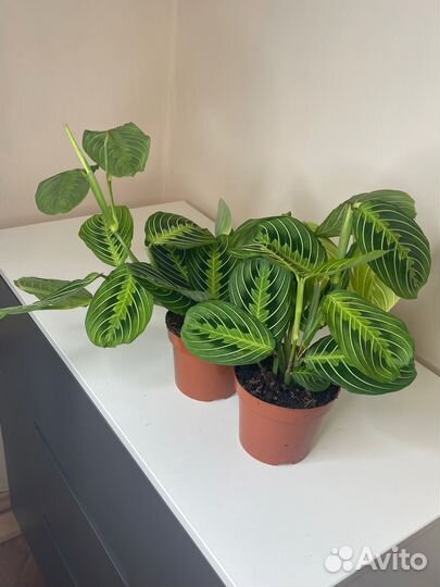 Маранты, комнатное растение