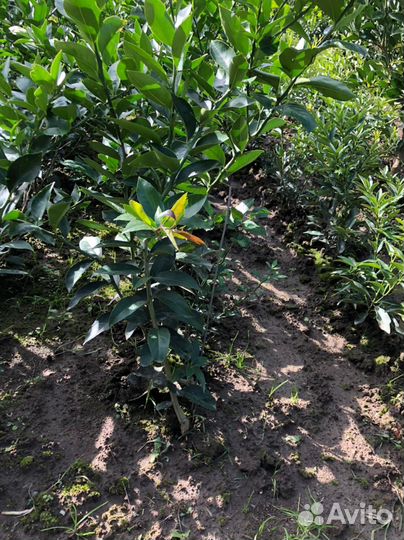 Саженцы цитрусовых