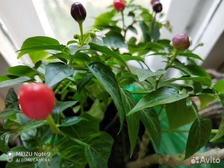 Перец комнатный многолетний