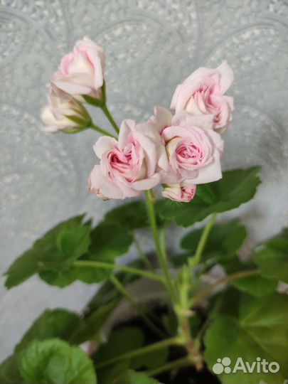 Пеларгония Millfield Rose