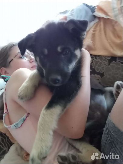 Помесь лайки