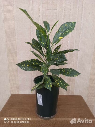 Кротон пестролистный