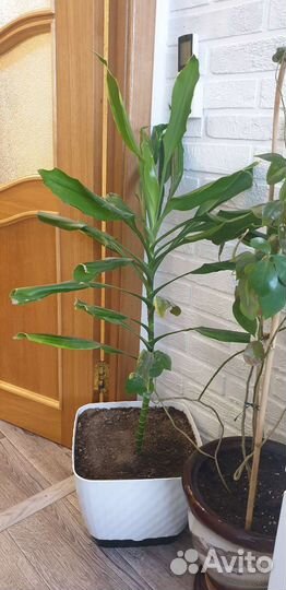 Пальма юкка большая напольная