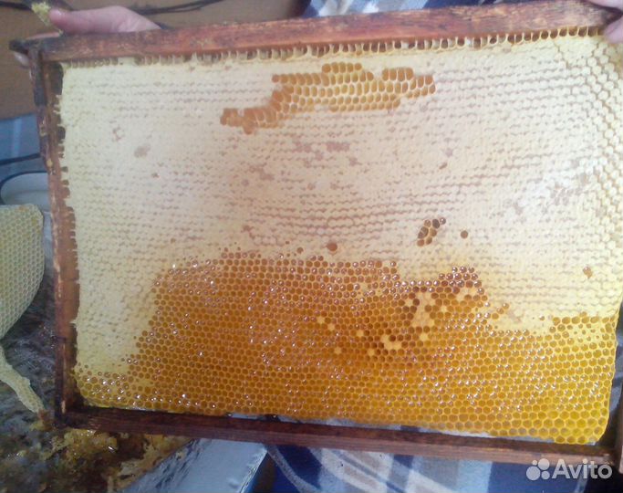 2024 Мёд натуральный алтайский опт