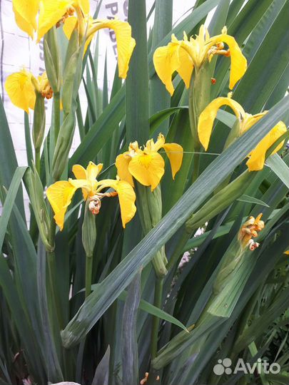 Многолетники для сада