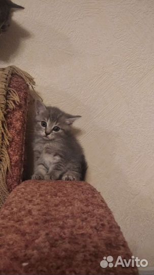 Котятки в добрые руки