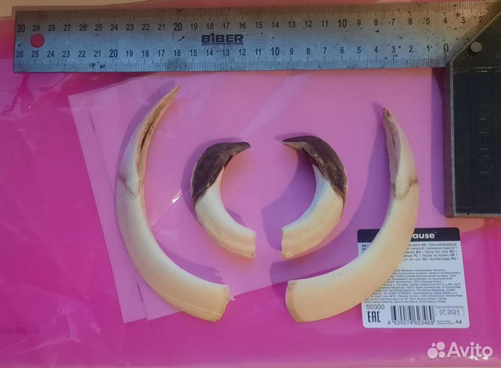 Клыки кабана