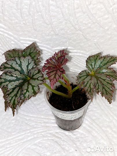 Бегонии сортовые