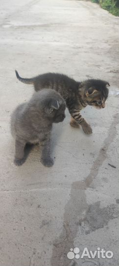 Котята