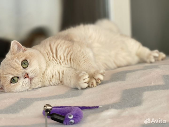 Британская шиншилла