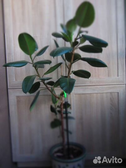 Фикус Эластика 130см