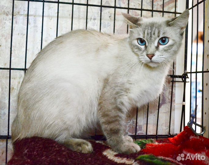 Любимица - трусишка ищет дом