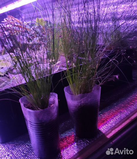 Черенки изолепсиса