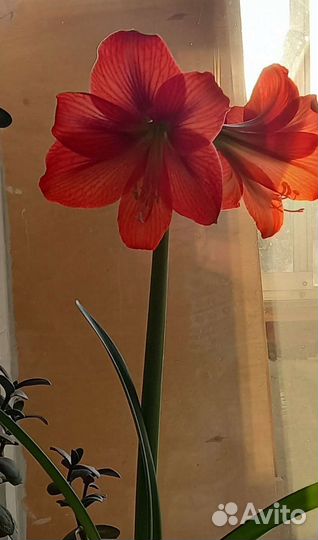 Гиппиаструм. Амариллис