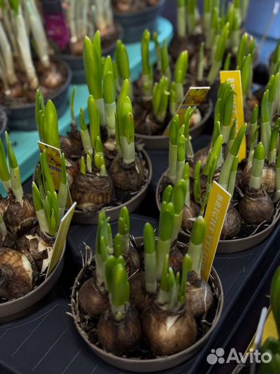 Луковицы нарциссов гиацинтов