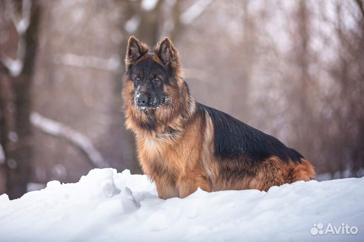 Немецкая овчарка вязка кабель