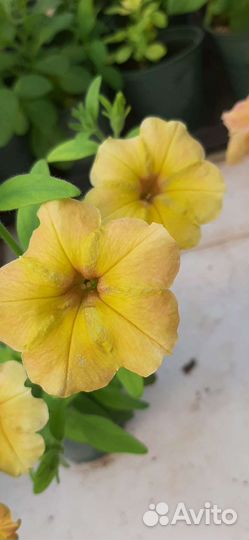 Петуния ампельная вегетативная