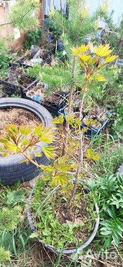 Клен Канадский