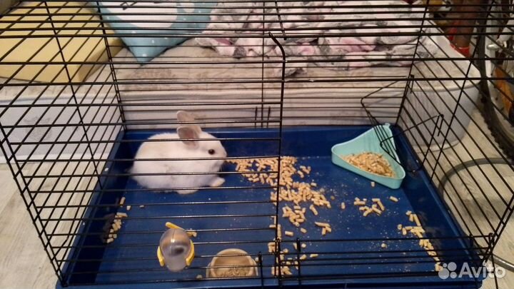 Декоративные кролик