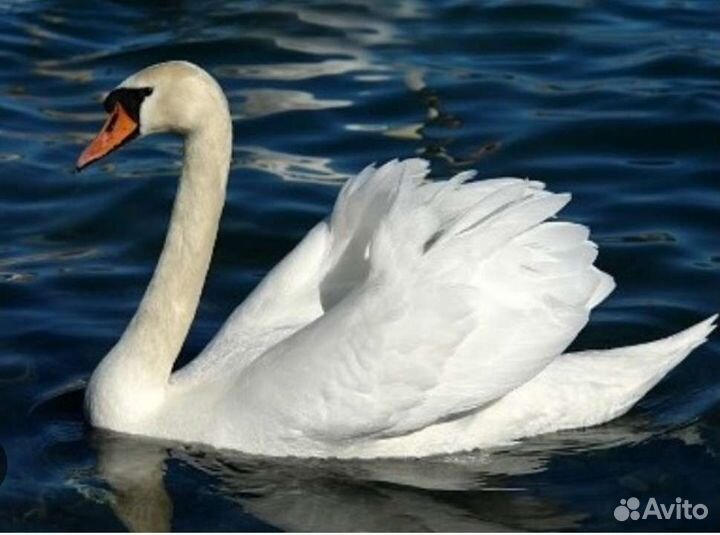 Лебедь
