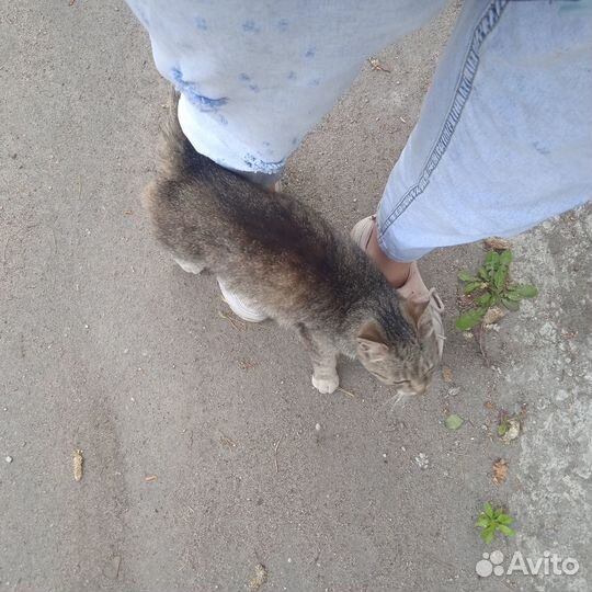 Миниатюрная кошка в добрые руки