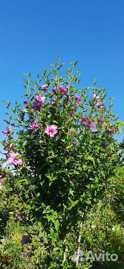 Саженцы. Гибискус сирийский древовидный