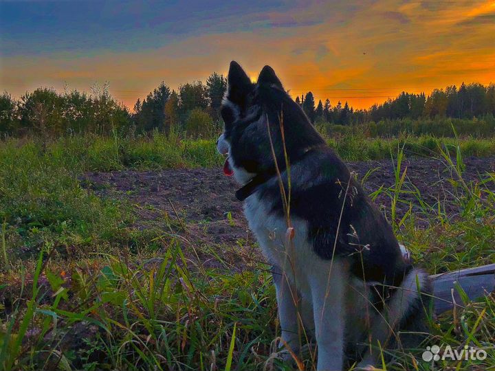 Собака в добрые руки