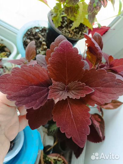 Колеус срезы