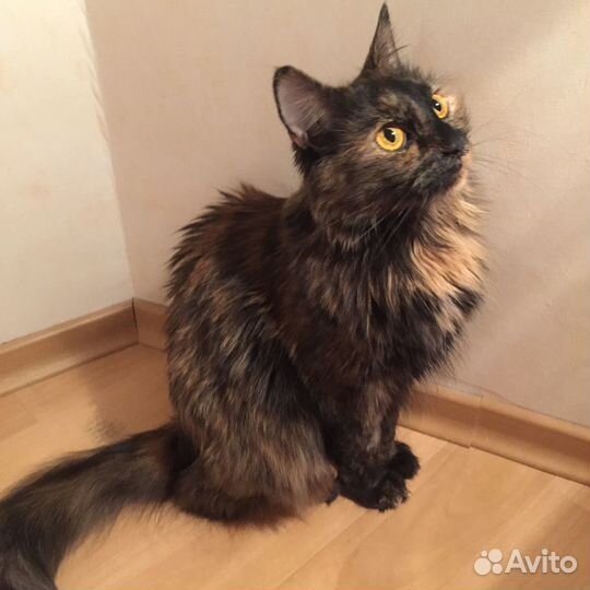 Животные в добрые руки