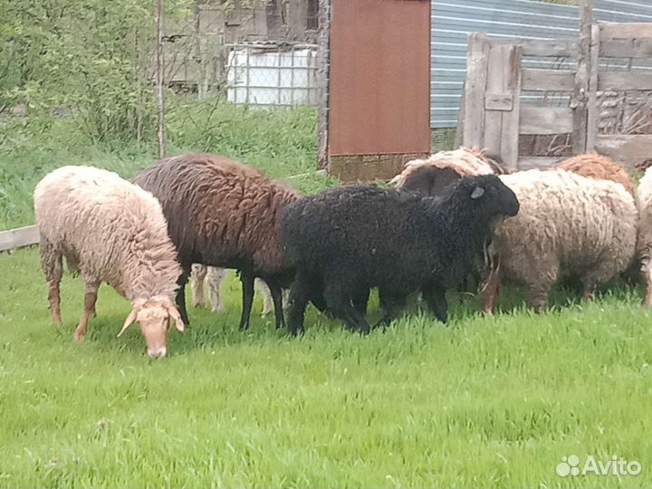 Эдильбаевские бараны овцы