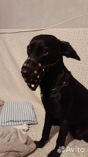 Намордник для собак