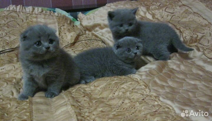 Шотландские котята