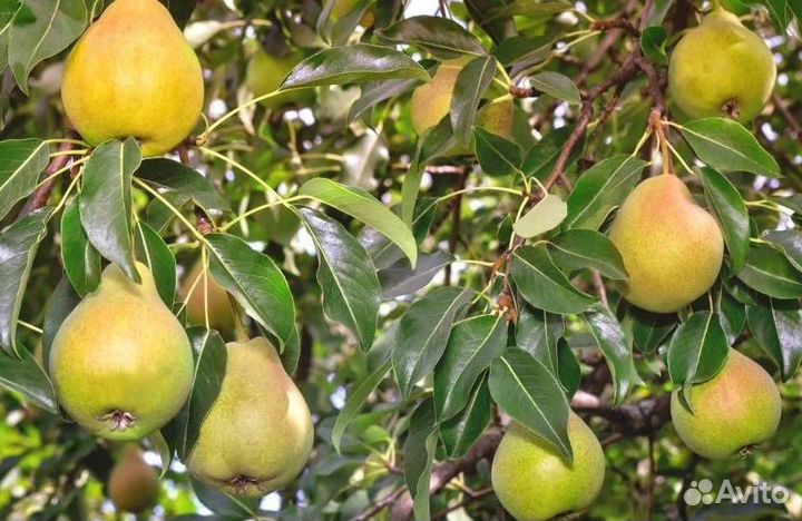 Саженцы груши Елена