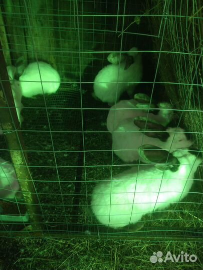 Кролики крольчата