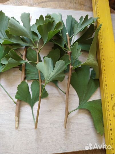 Гинкго билоба черенки для укоренения