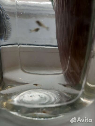 Мальки гуппи